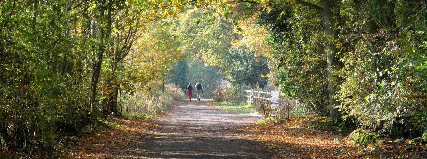 A beautiful woodland walk at a local National Trust property