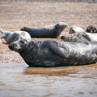 The North Norfolk coastline is famous for its native seals
