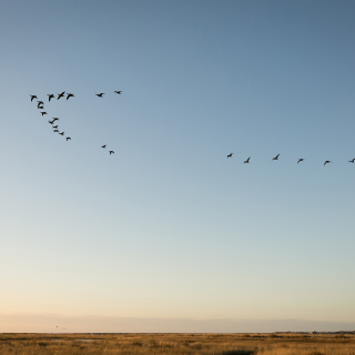 Geese flying in formation over the North Norfolk coast