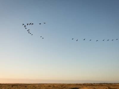 Geese flying in formation over the North Norfolk coast